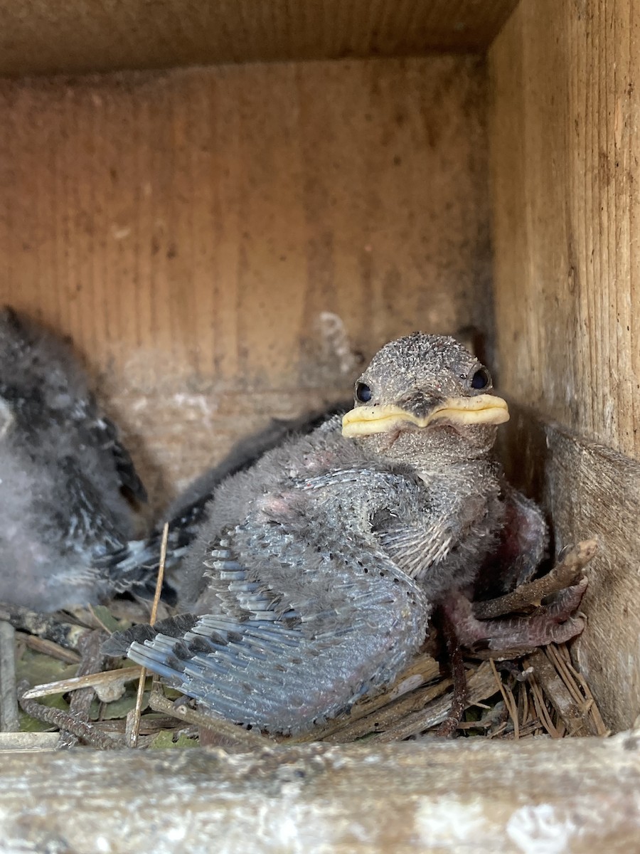 Purple Martin - ML644712230