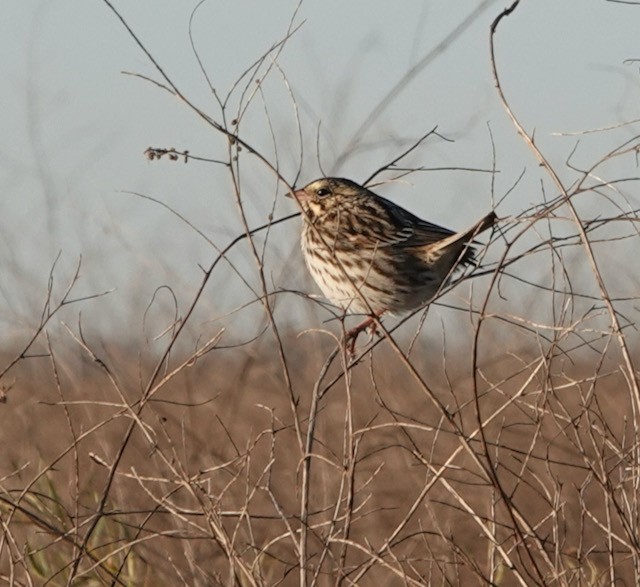 Savannah Sparrow - ML644712232
