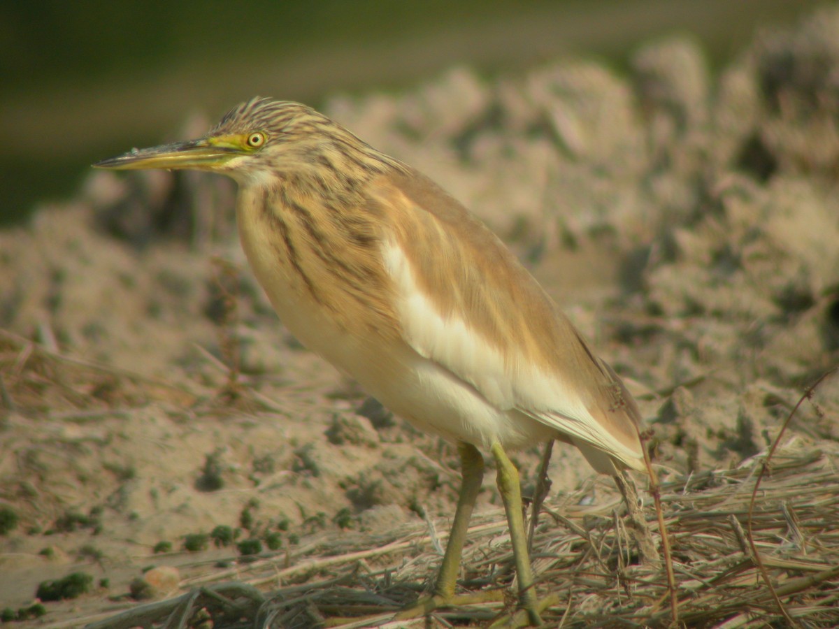 Sgarza ciuffetto - ML644712242