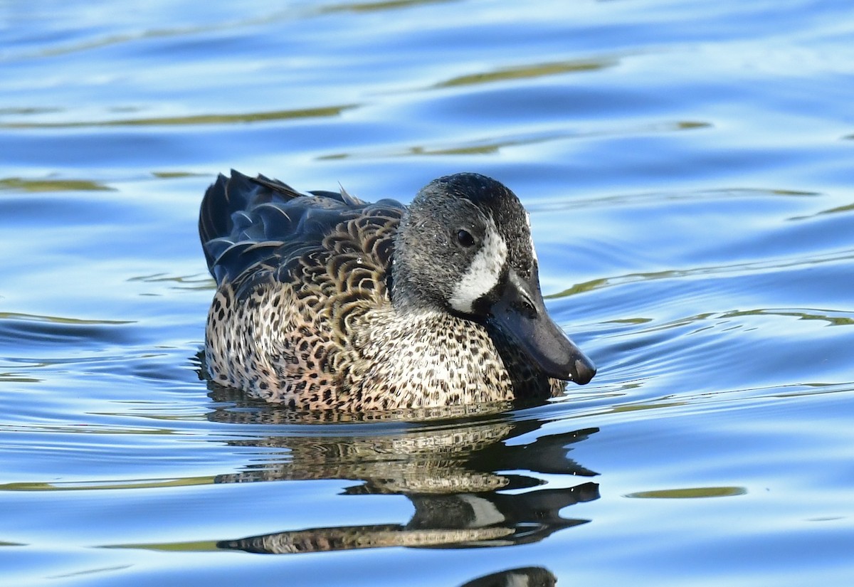 Blue-winged Teal - ML644712243