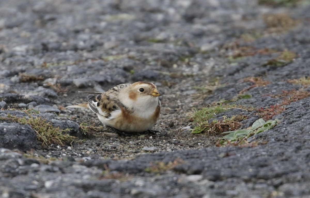 ユキホオジロ - ML644712248