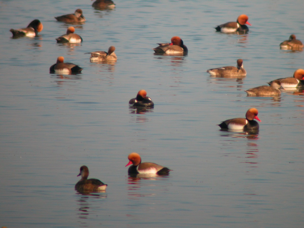 Fistione turco - ML644712254