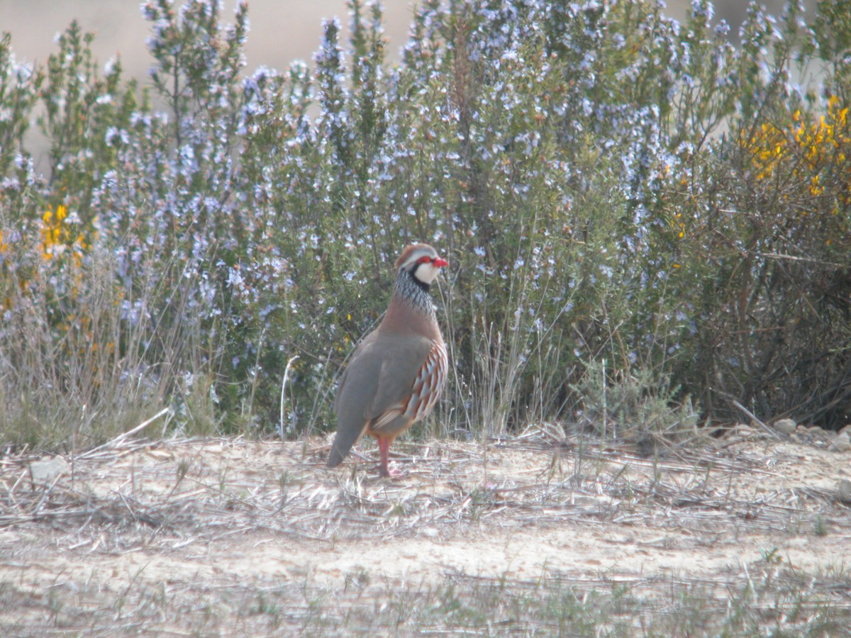 Pernice rossa - ML644712255