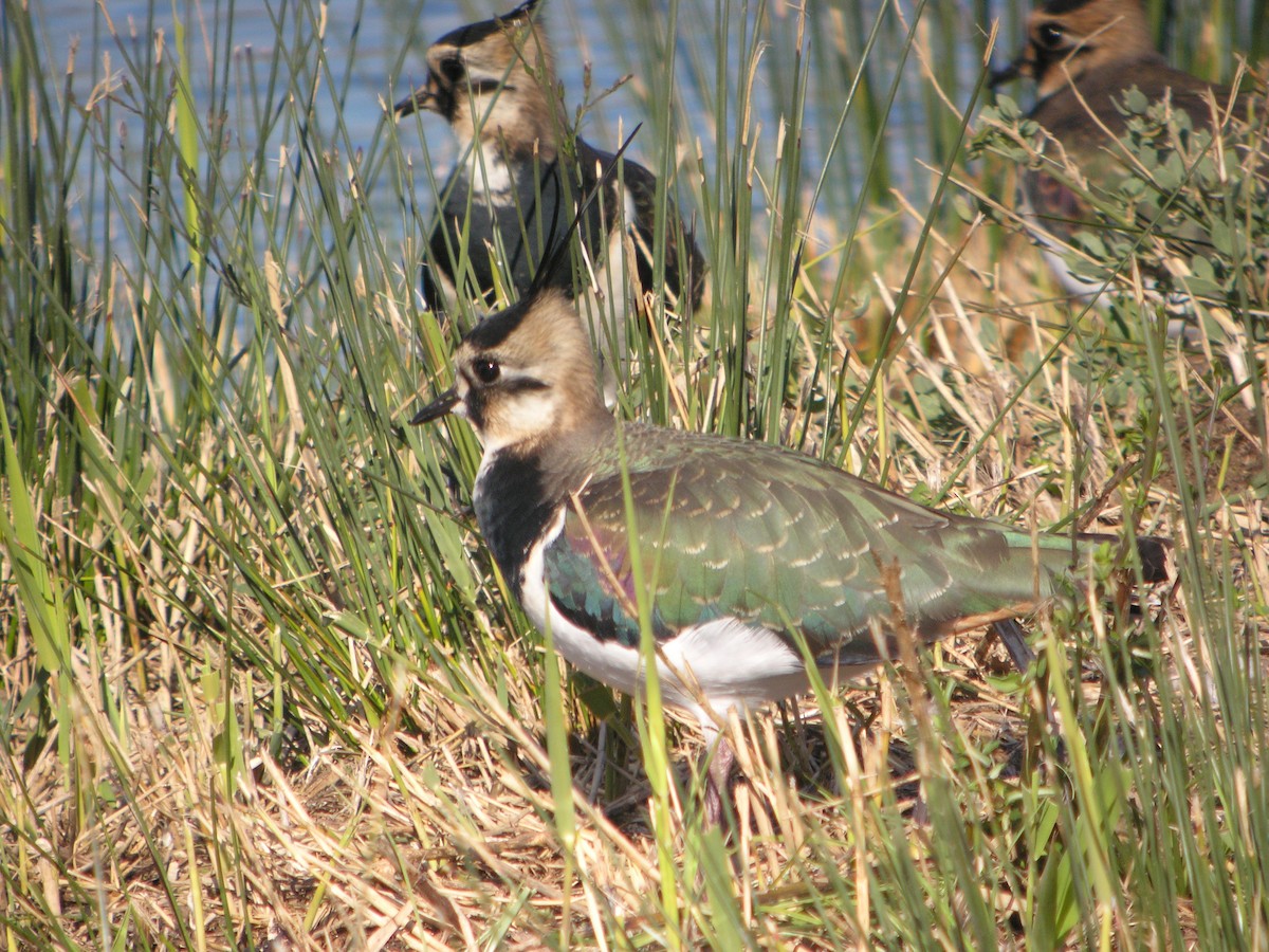 Pavoncella - ML644712257