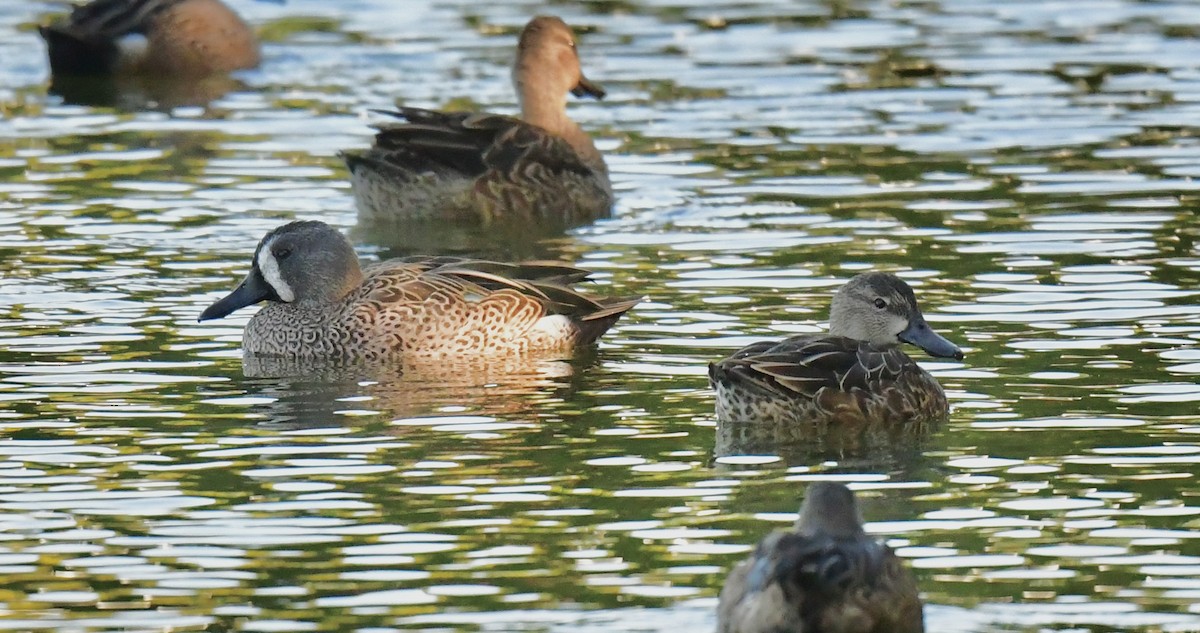 Blue-winged Teal - ML644712258