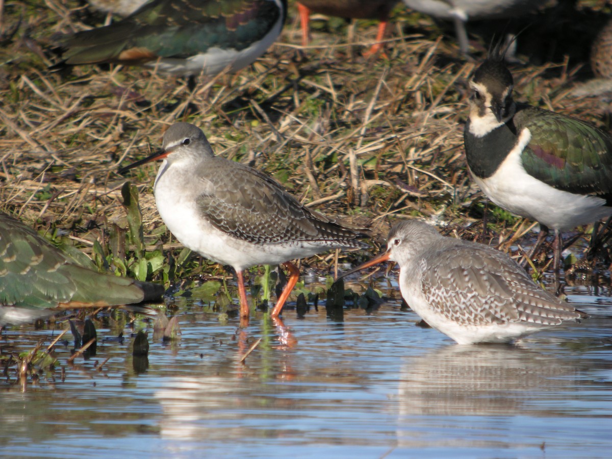 Totano moro - ML644712259