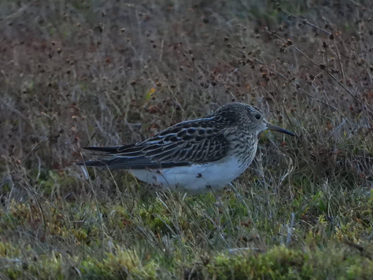 Txirri pektorala - ML644712268