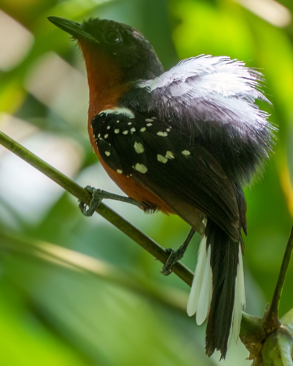 Dot-winged Antwren - ML644712269