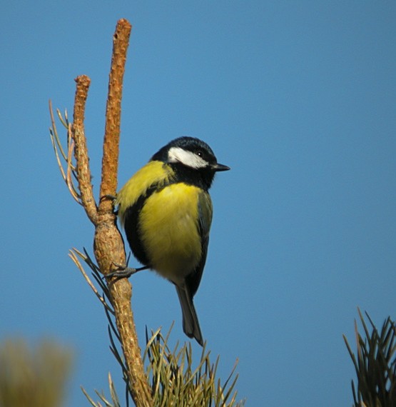 Cinciallegra - ML644712270