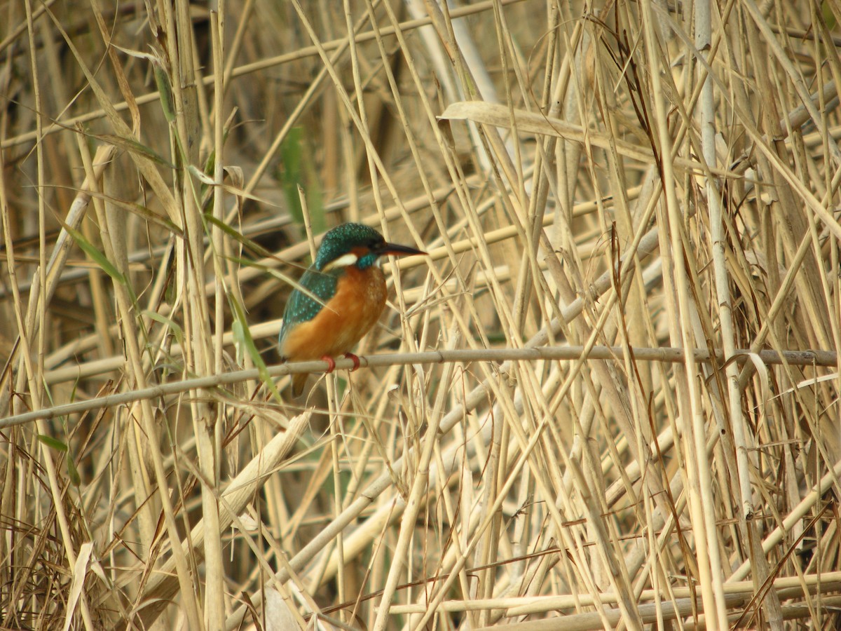 Martin pescatore - ML644712272