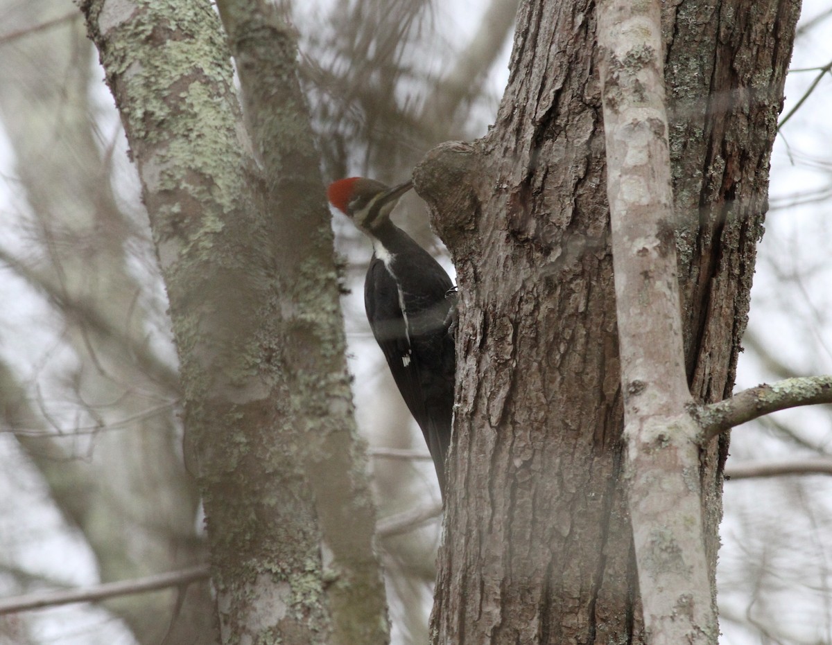 Pileated Woodpecker - ML644712273