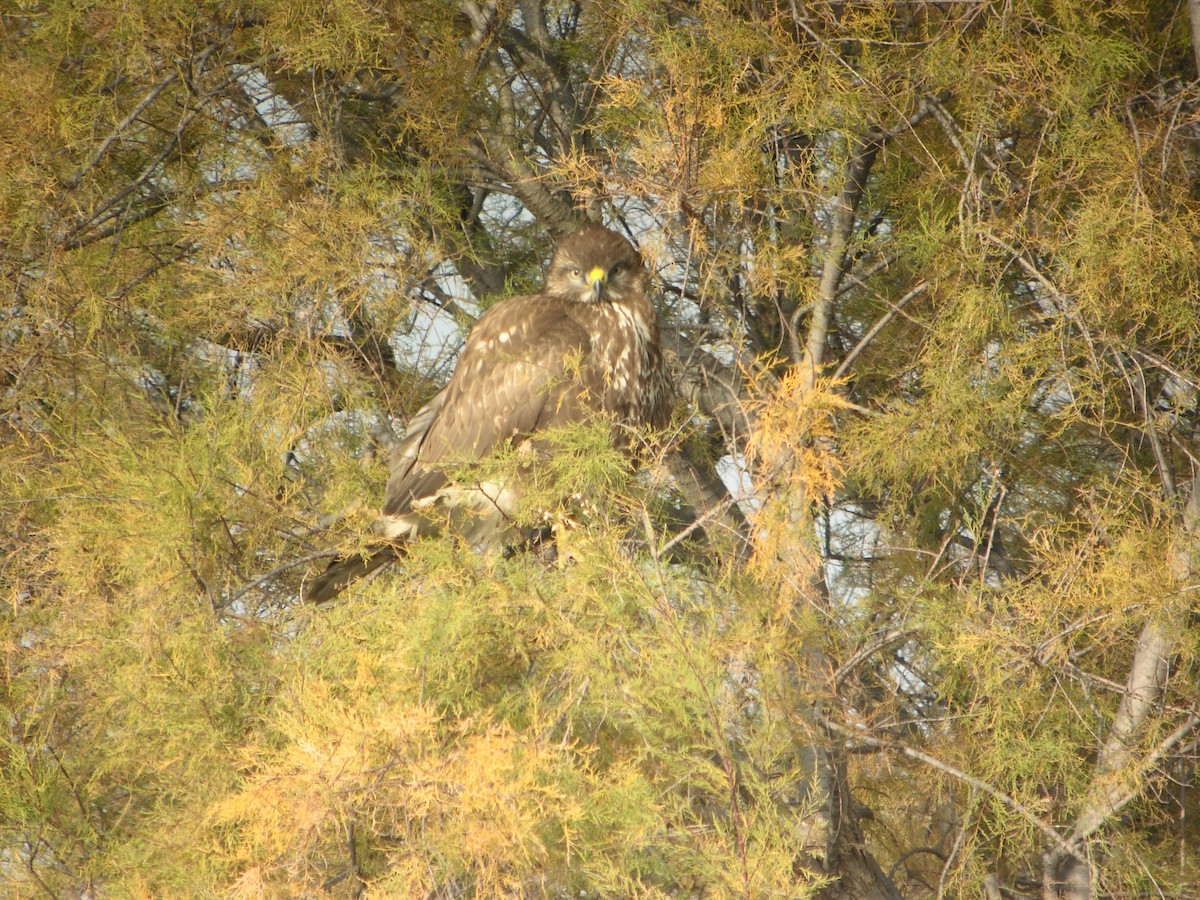 Poiana - ML644712278