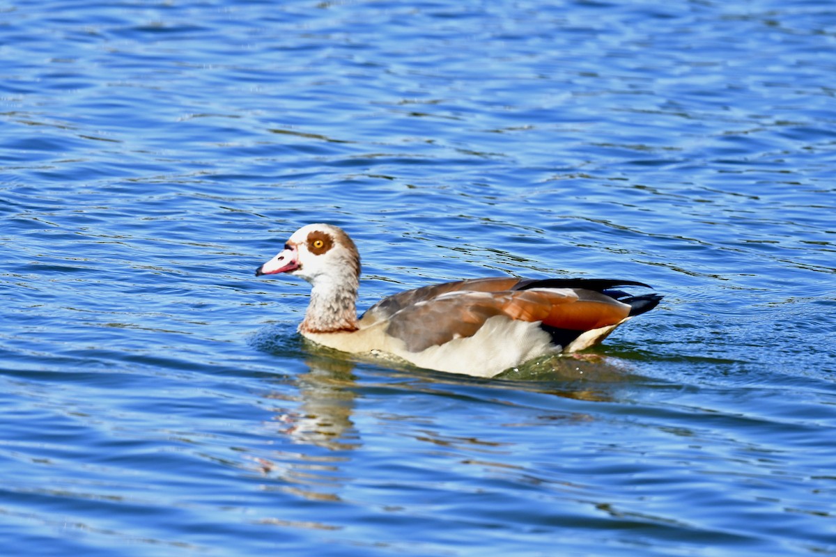 Egyptian Goose - ML644712279