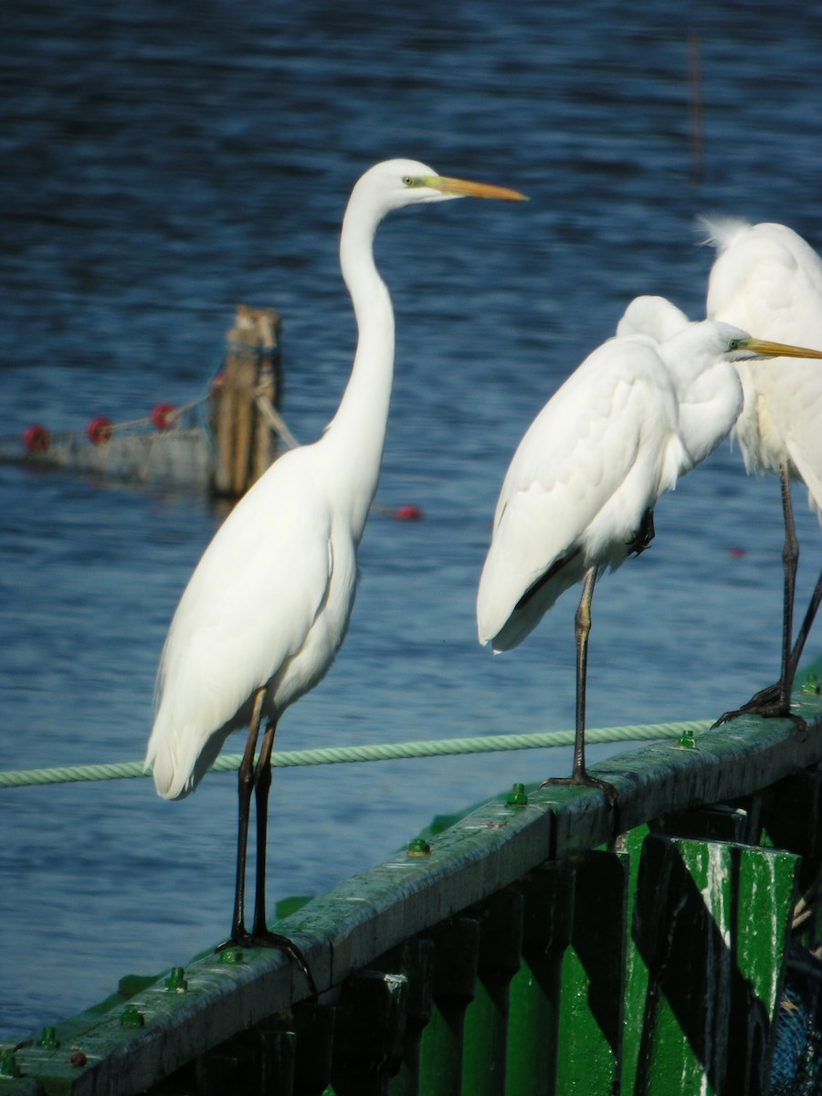 Airone bianco maggiore - ML644712282