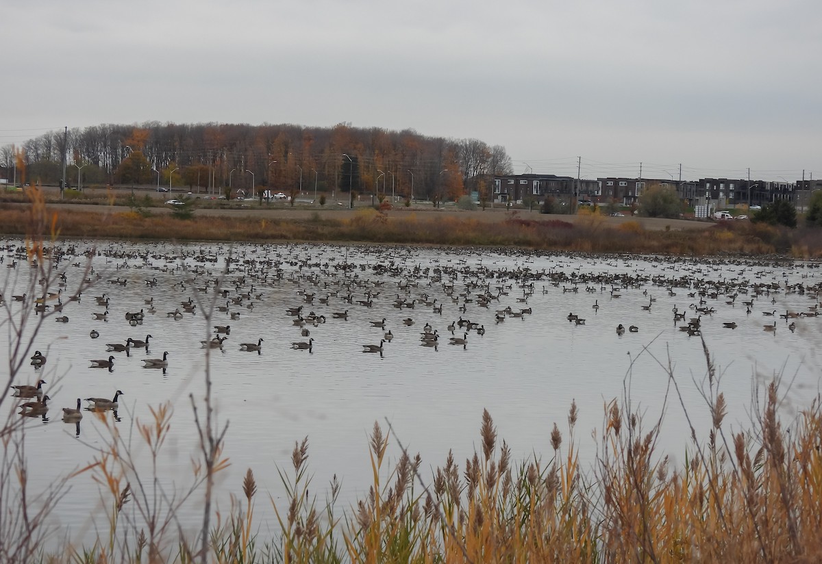 ברנטה קנדית - ML644712284