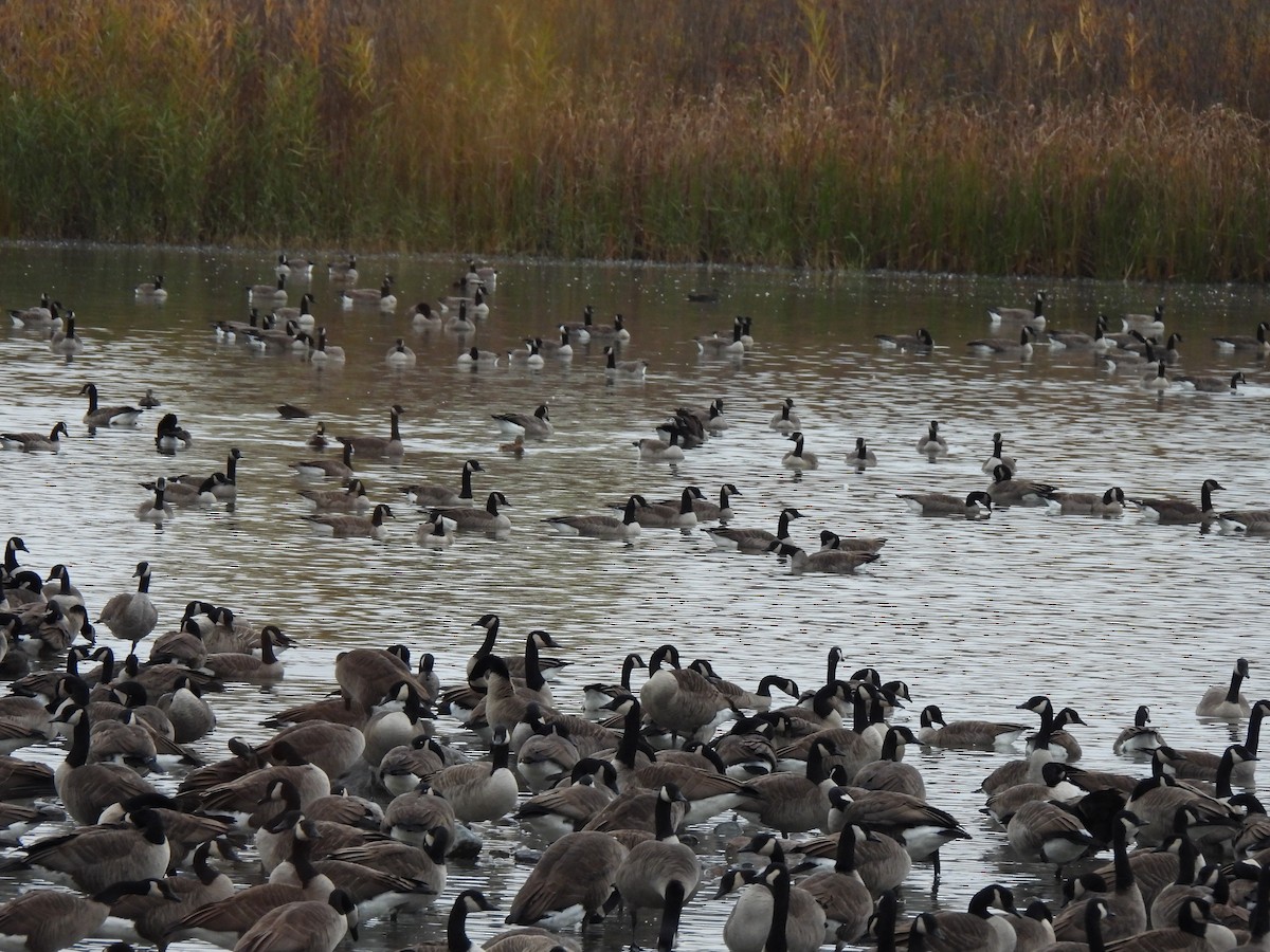 ברנטה קנדית - ML644712285