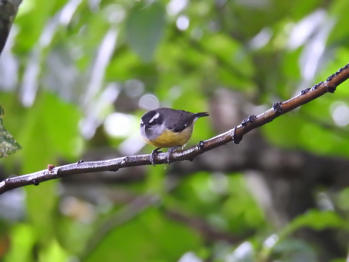 Bananaquit - ML644712288