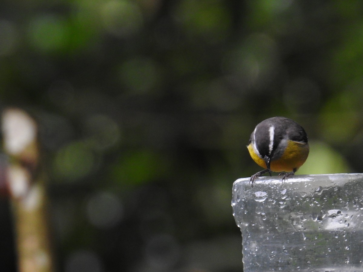 Bananaquit - ML644712289