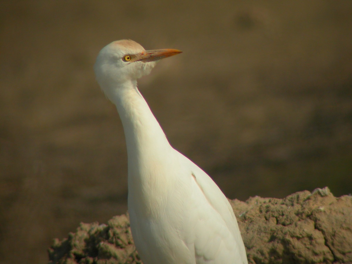 Airone guardabuoi - ML644712293