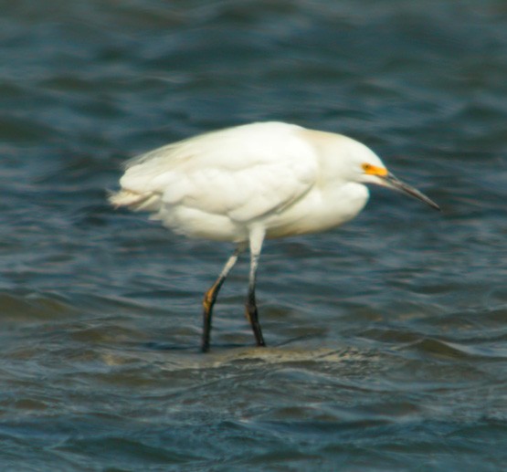 Garzetta - ML644712297