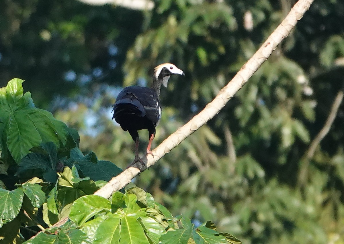 blåstrupehokko - ML644712299