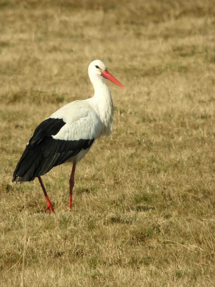 Cicogna bianca - ML644712303