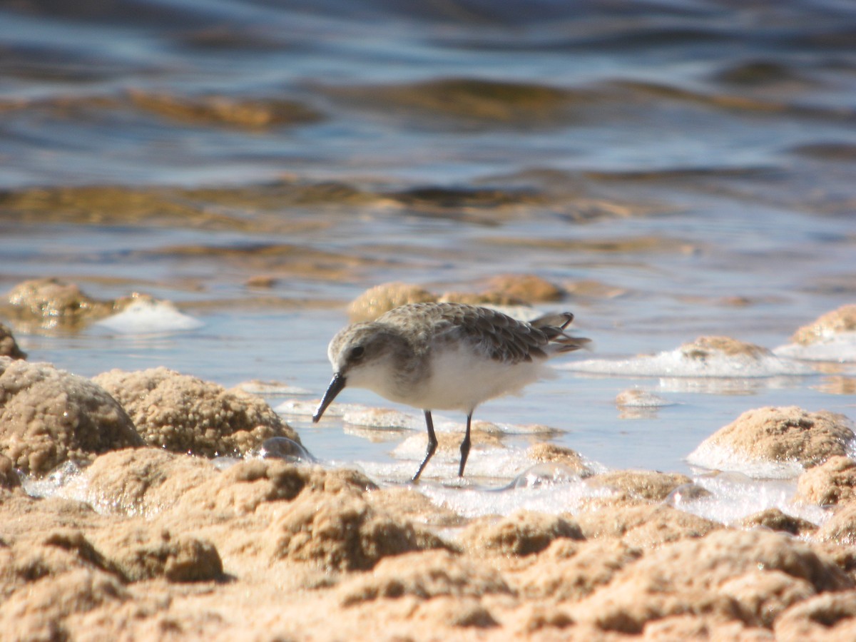 Gambecchio comune - ML644712305