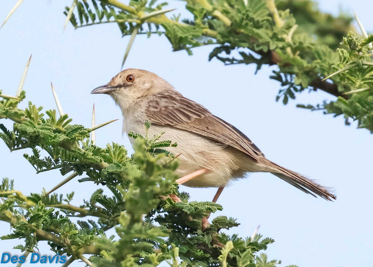 Rotscheitel-Zistensänger - ML644712325
