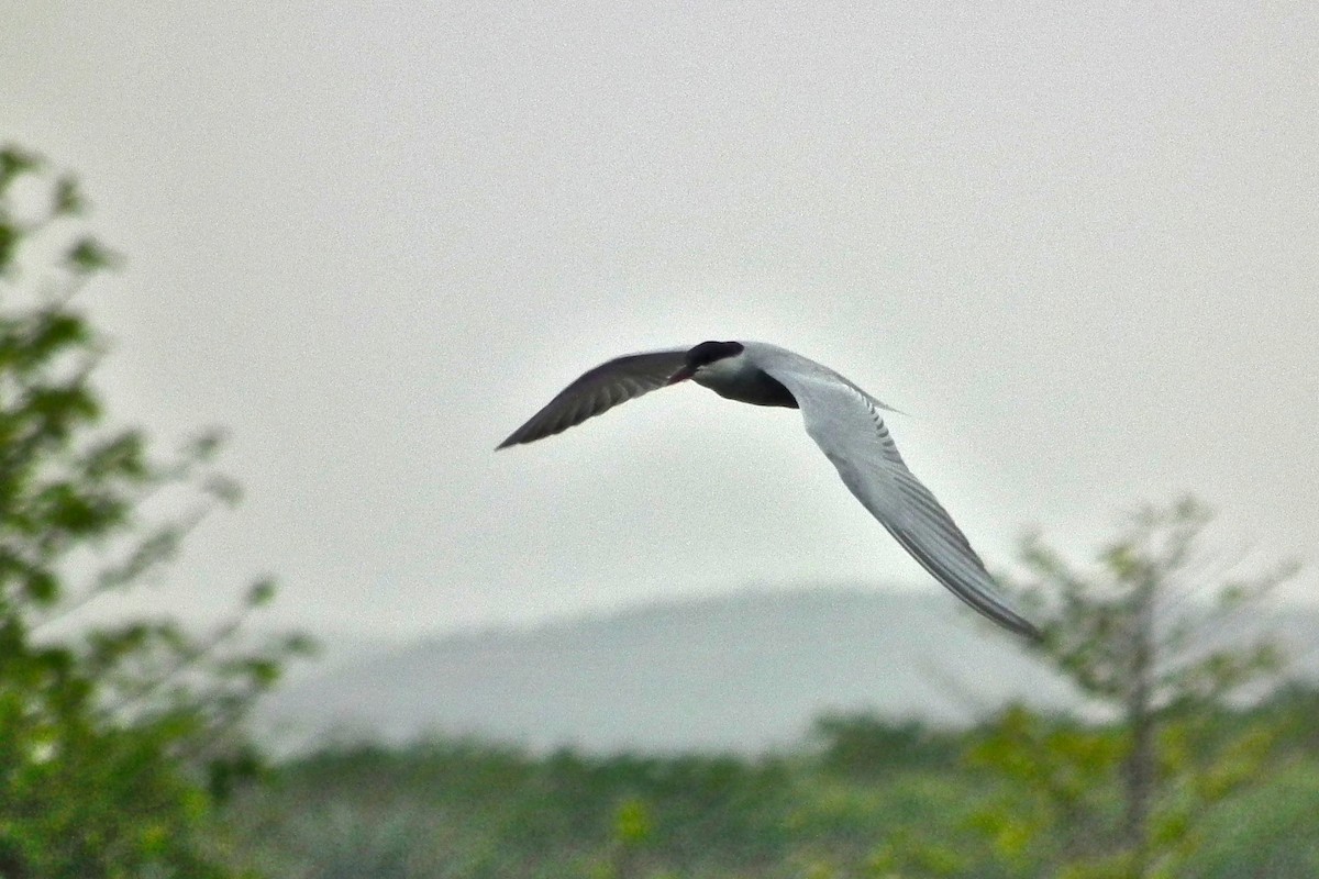 hvitkinnsvartterne - ML644712327