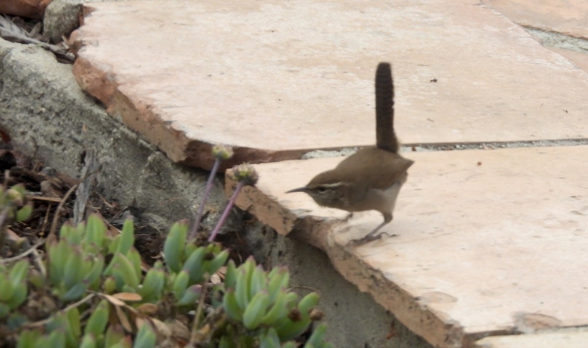 Підбуреник - ML644712330