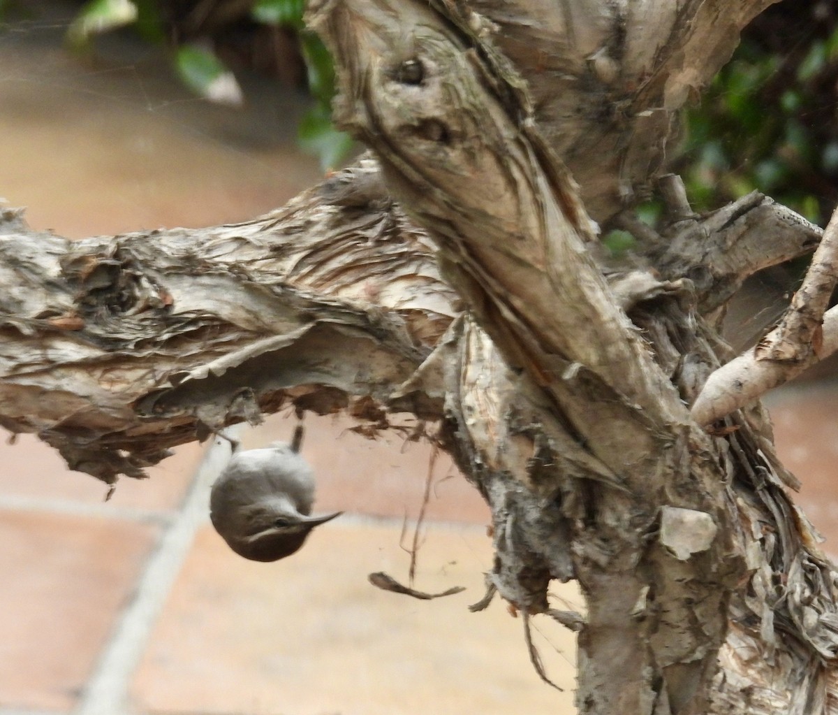 Підбуреник - ML644712331