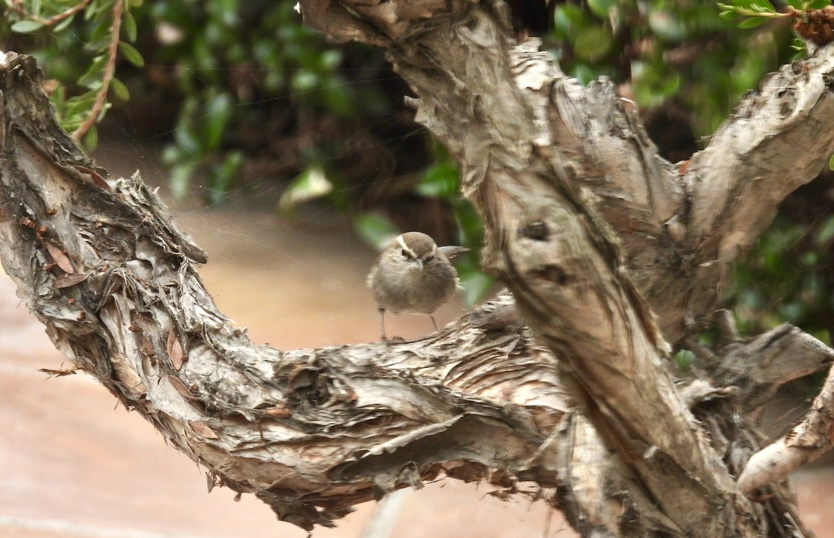 Підбуреник - ML644712332