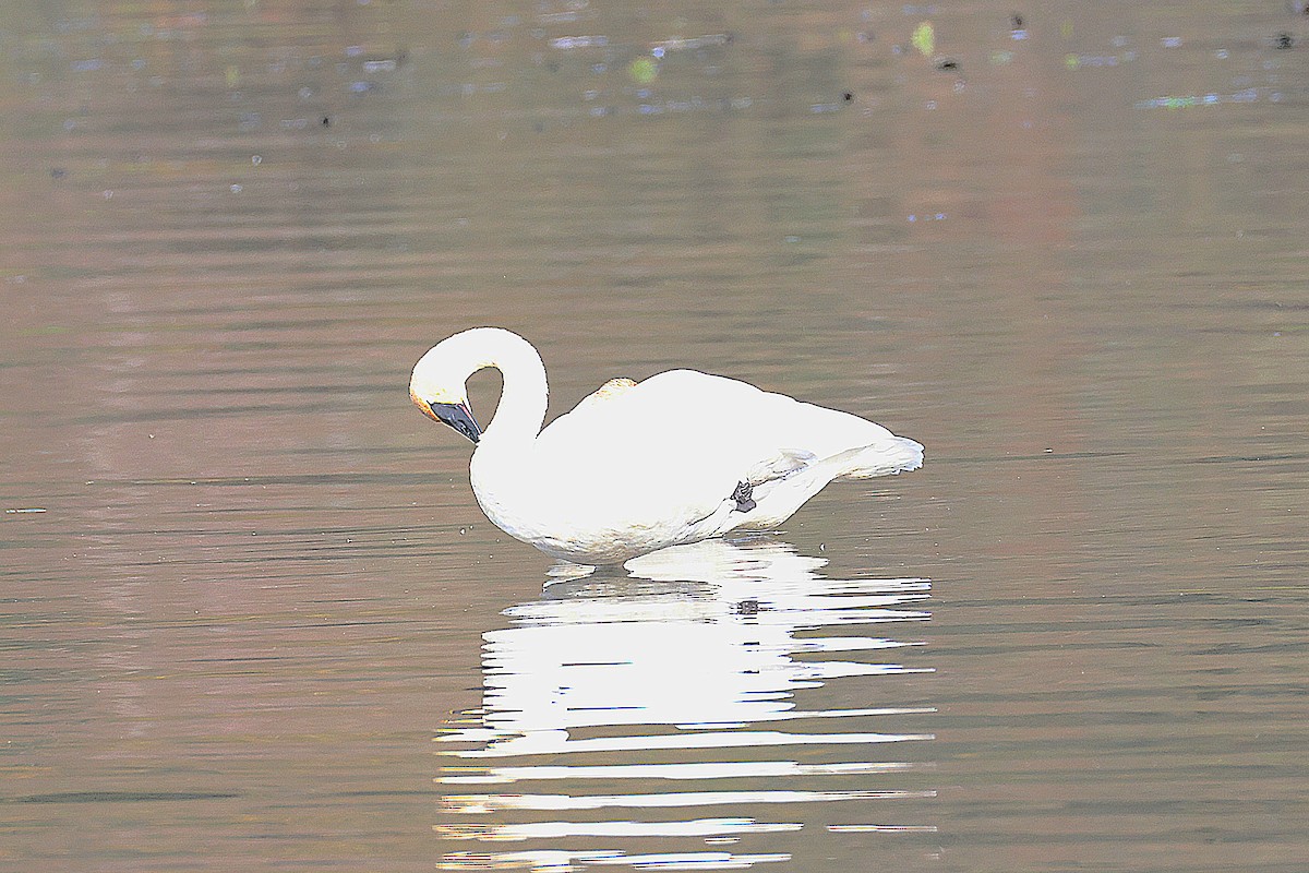Trumpeter Swan - ML644712333