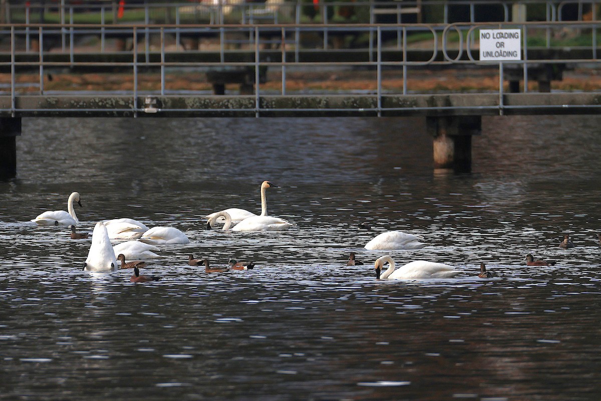 Trumpeter Swan - ML644712334