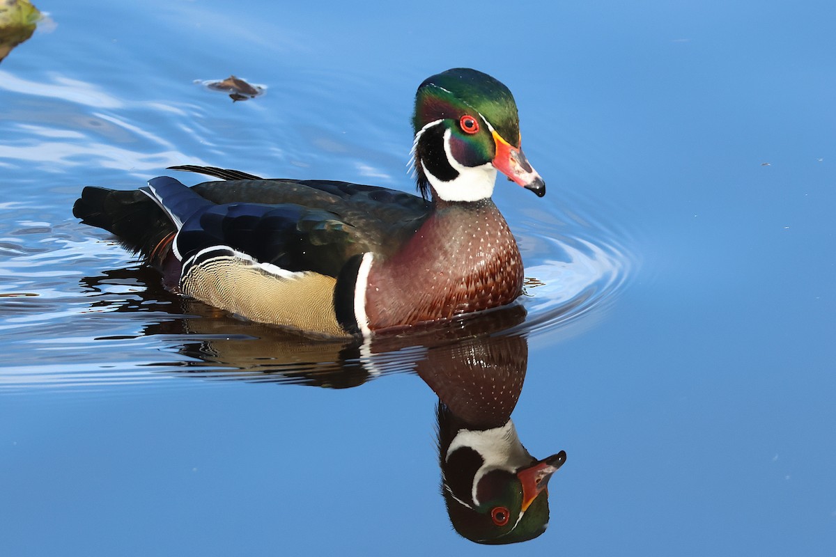 Wood Duck - ML644712343