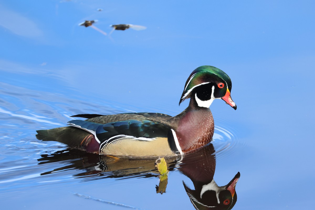 Wood Duck - ML644712344