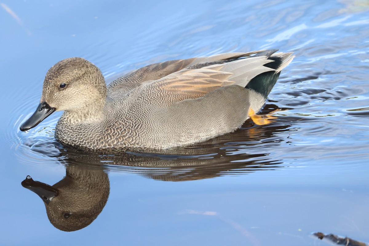 Бор нугас - ML644712353