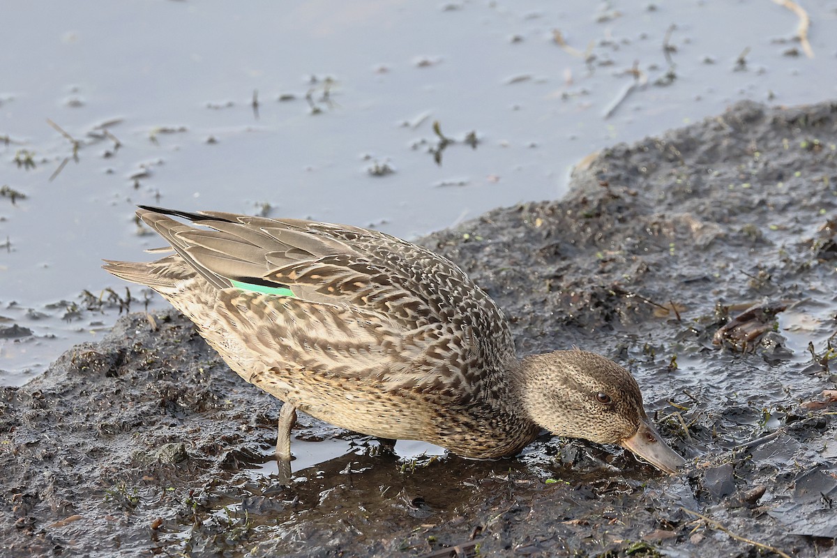 Ногоохон нугас - ML644712362