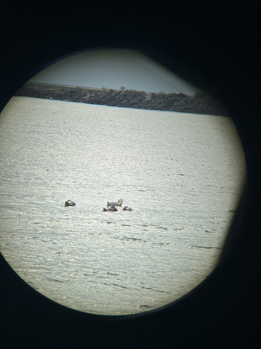 Лебідь-шипун - ML644712363