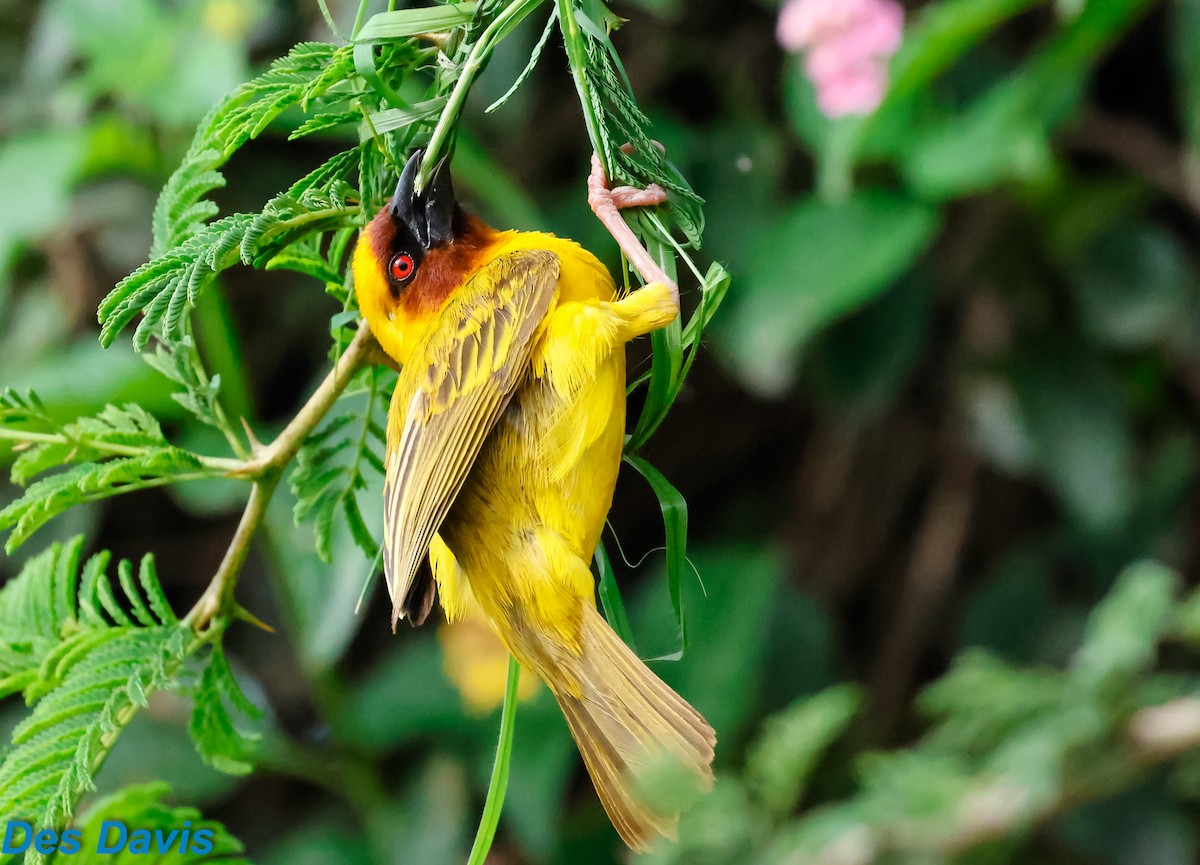 キイロハタオリ - ML644712365