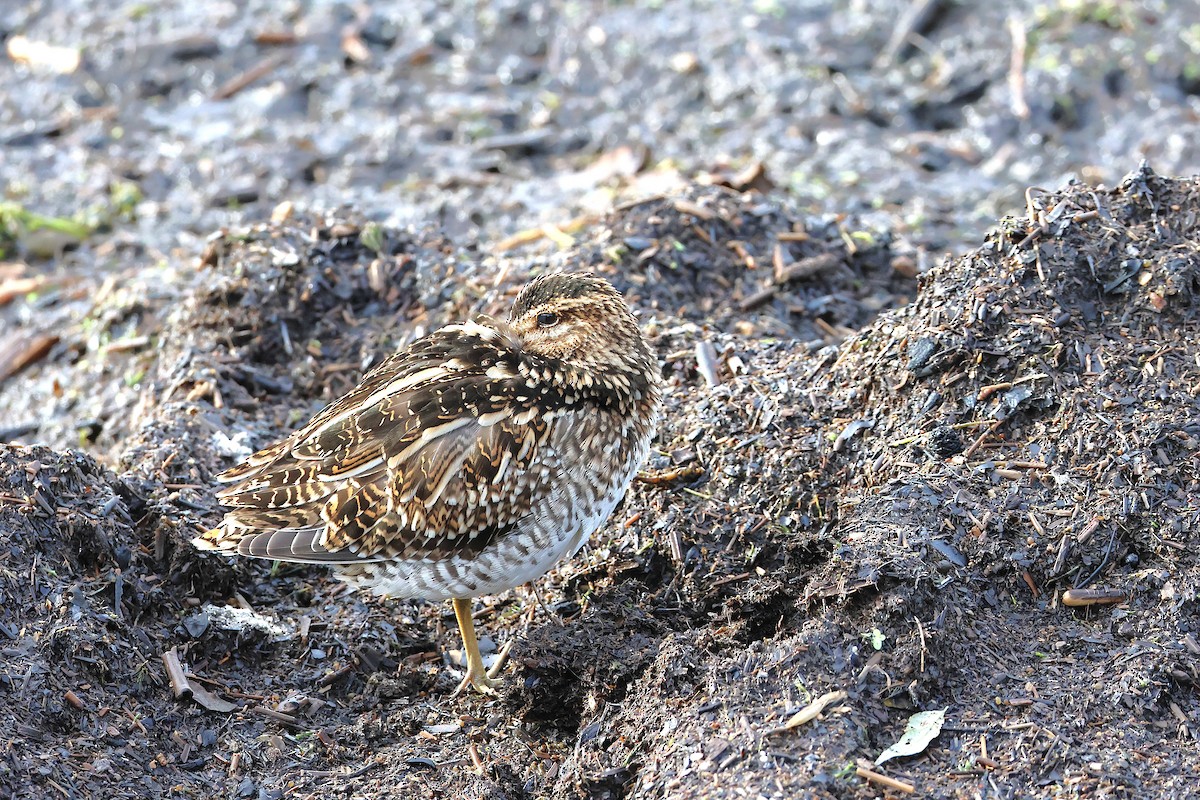 Wilson's Snipe - ML644712369