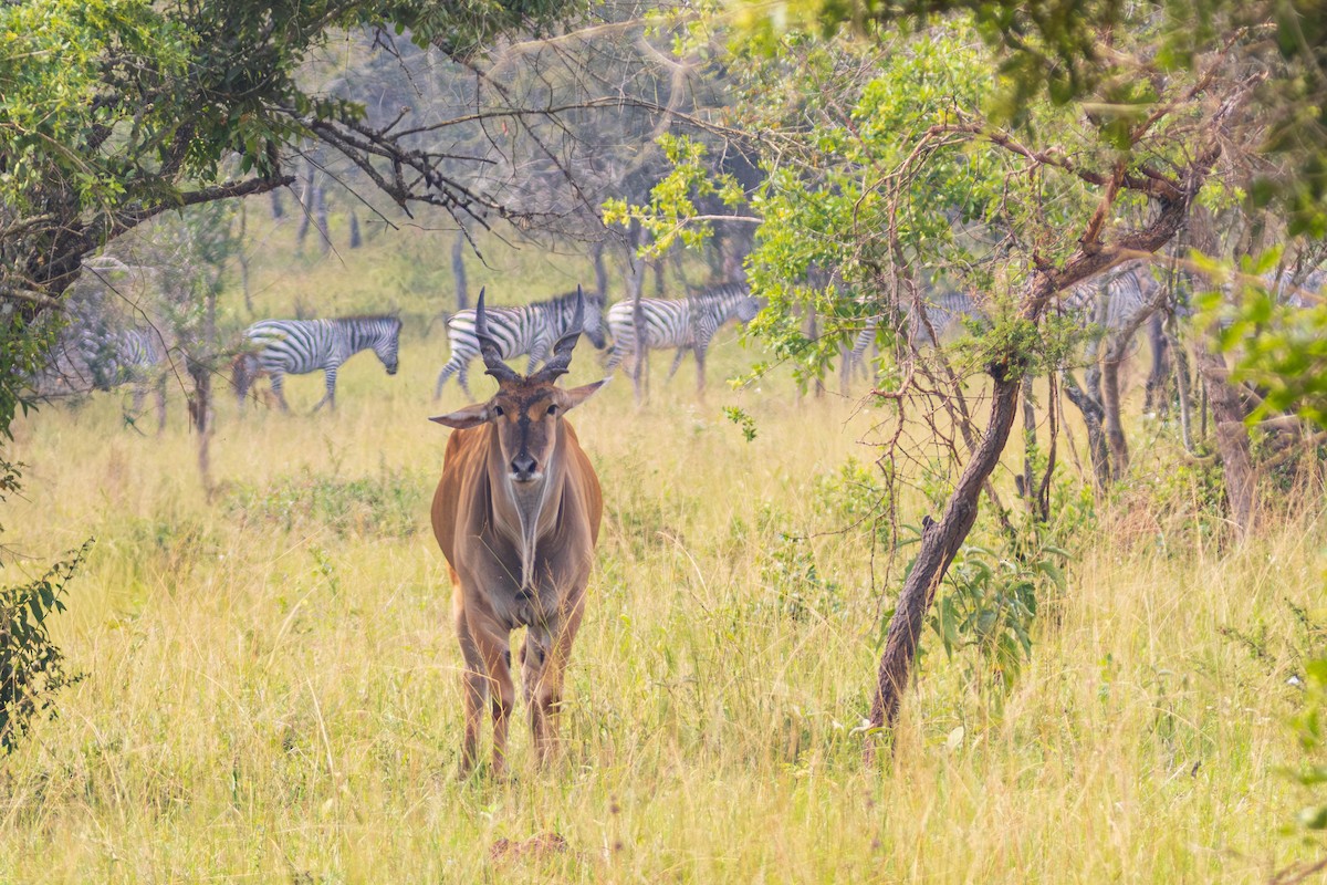 Common Eland - ML644712370