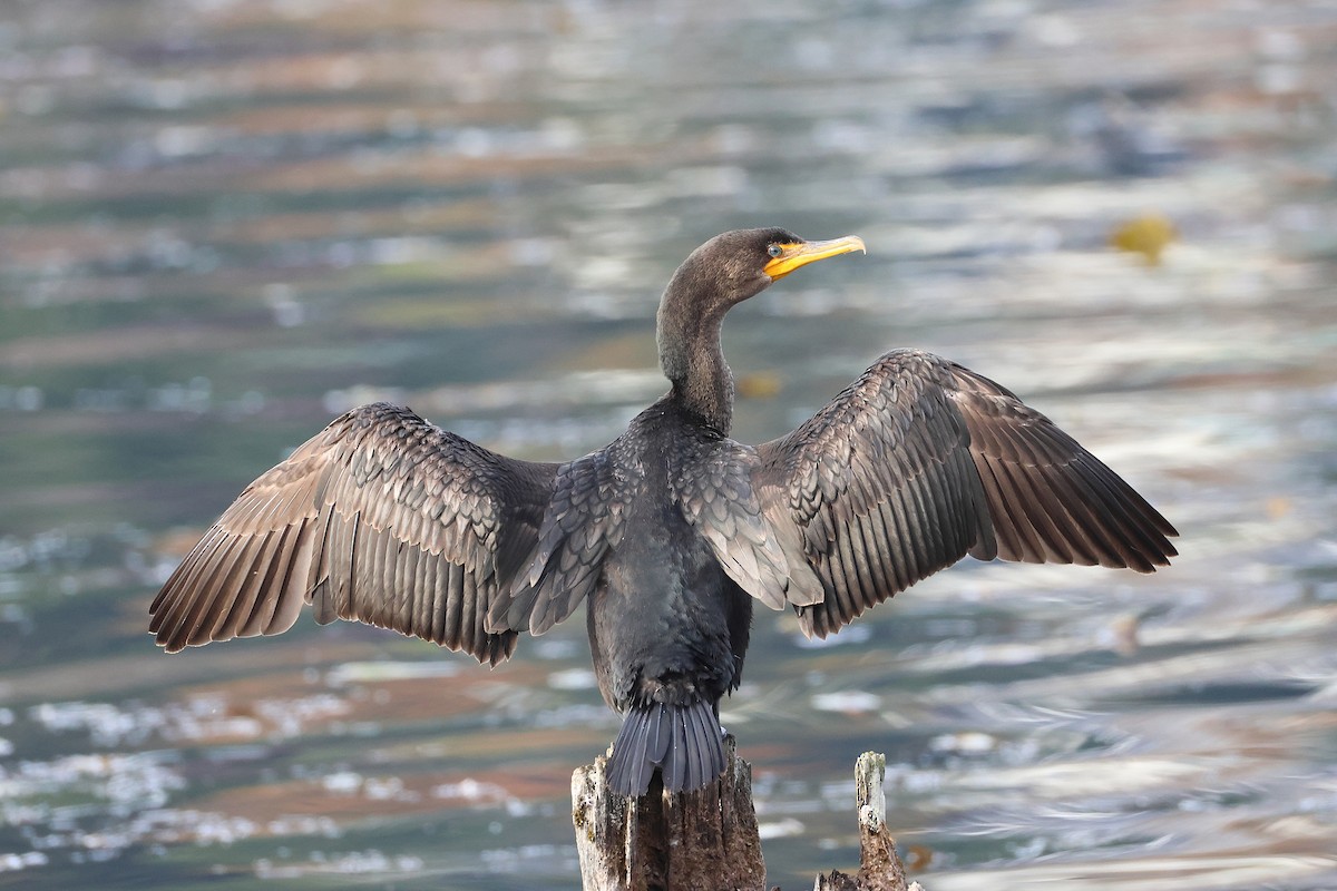 Double-crested Cormorant - ML644712379
