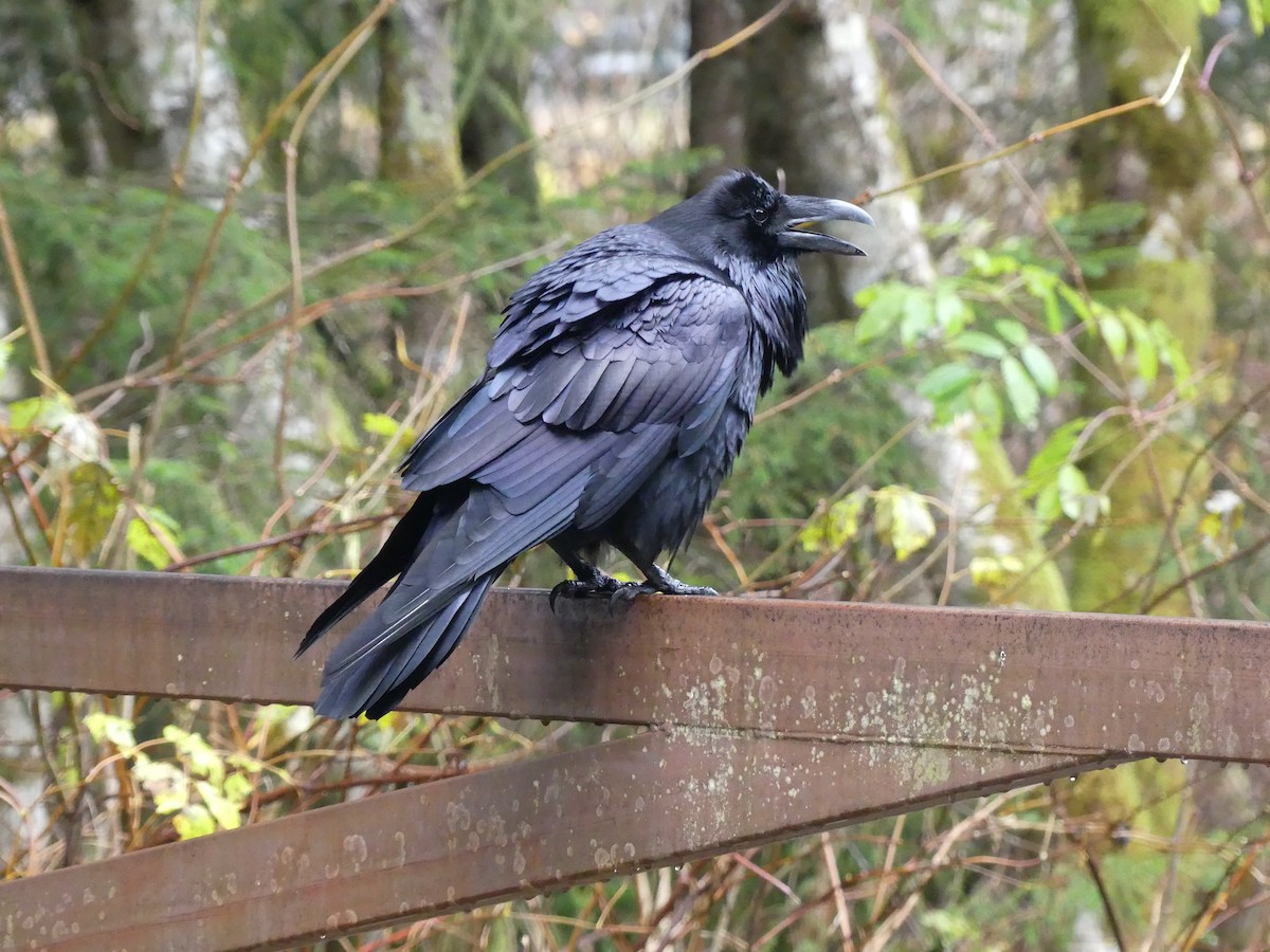 Erroi handia - ML644712381