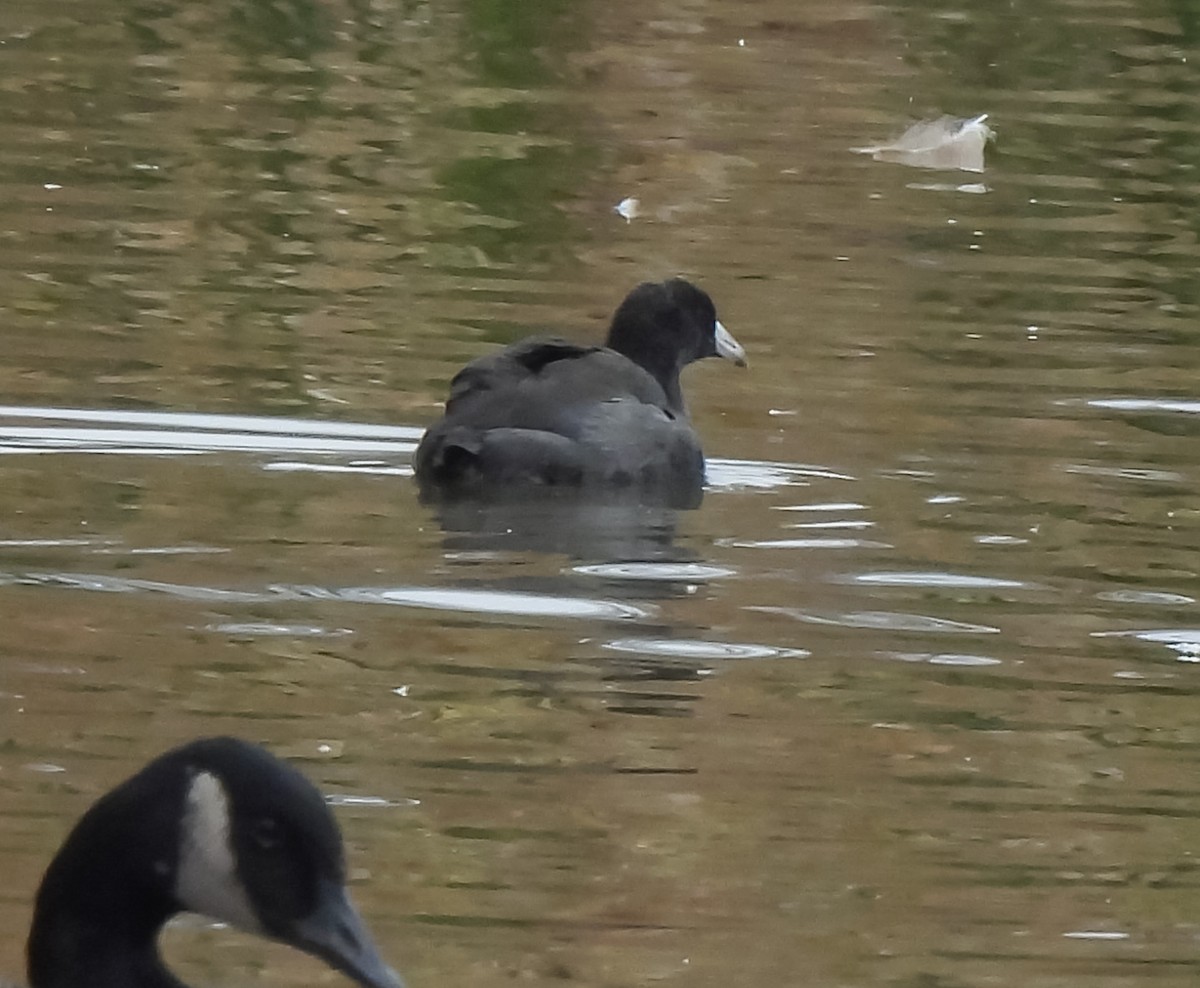 Лиска американська - ML644712383