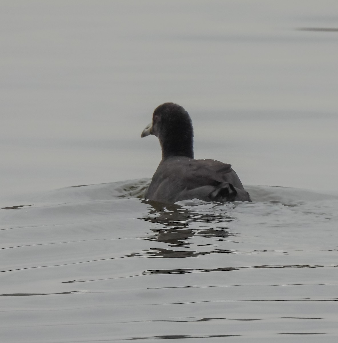 Лиска американська - ML644712384