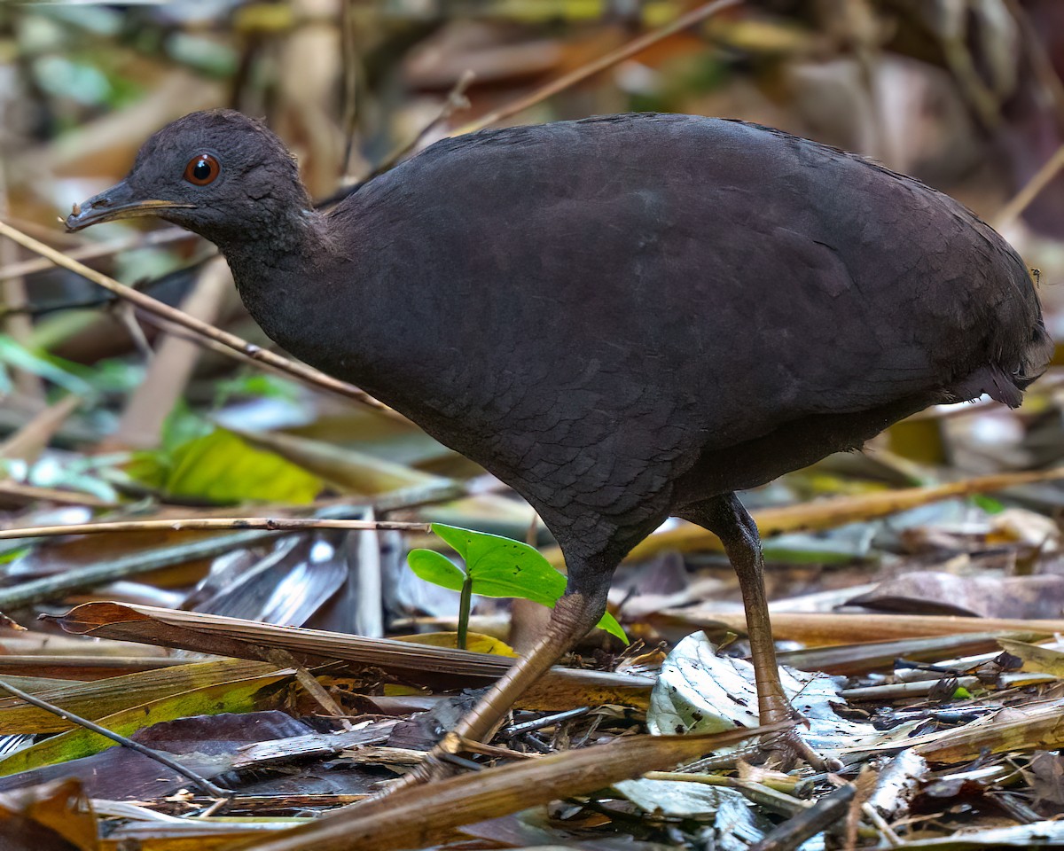 gråtinamu - ML644712400