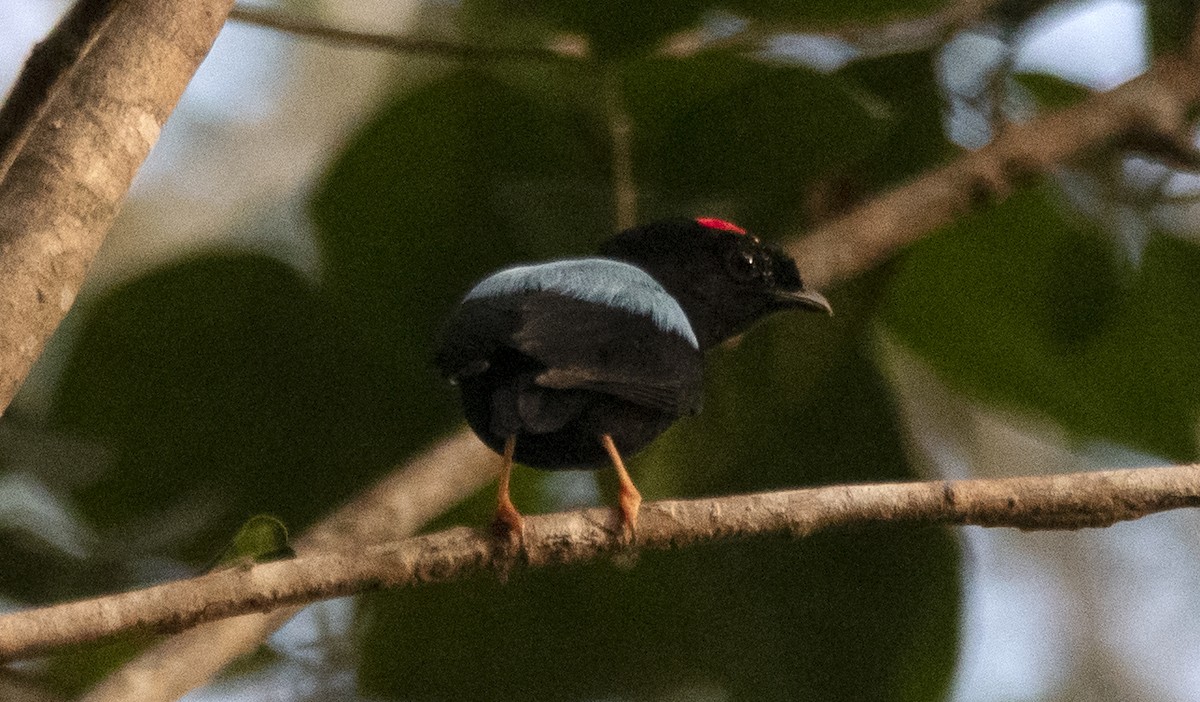 Blue-backed Manakin - ML644712414
