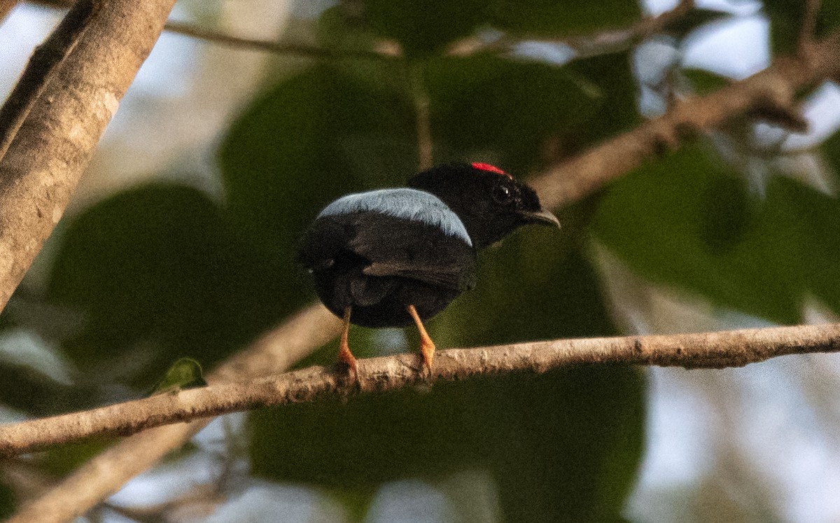 Blue-backed Manakin - ML644712415