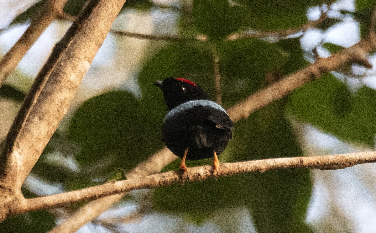 Blue-backed Manakin - ML644712416